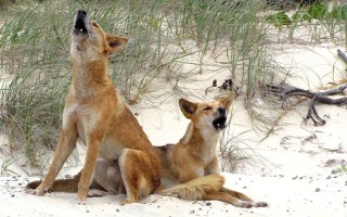 dingo bite boy kgari