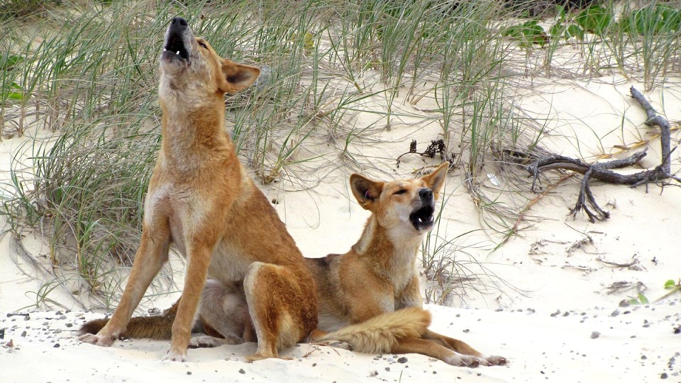 dingo bite boy kgari