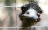 emu research