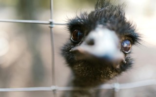 emu research