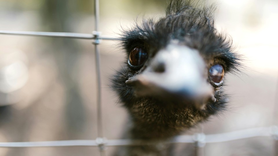 emu research