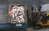 salmon deaths tasmania