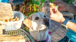 labrador food genes