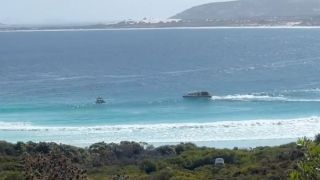 shark attack beach