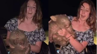 sam jones wombat