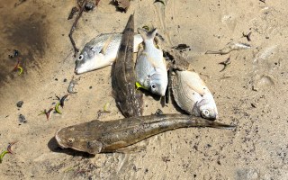 fish cyclone alfred