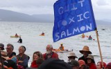 tasmania salmon