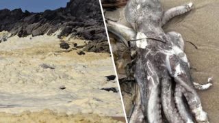 beach foam algal bloom octopus