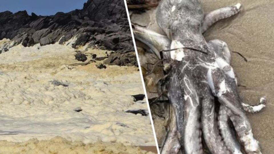 beach foam algal bloom octopus