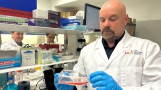 diabetes pancreas pigs