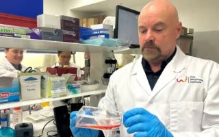 diabetes pancreas pigs