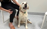 queensland uni labrador food dogs