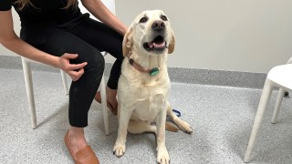 queensland uni labrador food dogs