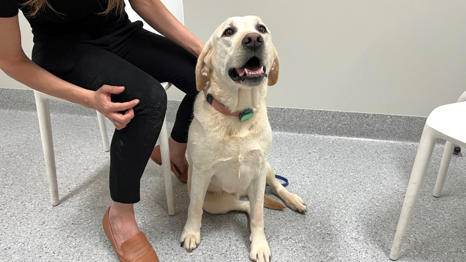queensland uni labrador food dogs