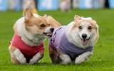 corgi UK race