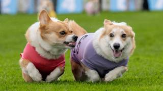 corgi UK race