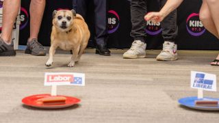 election dog