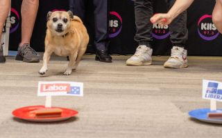 election dog