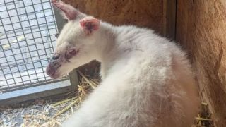 albino wallaby