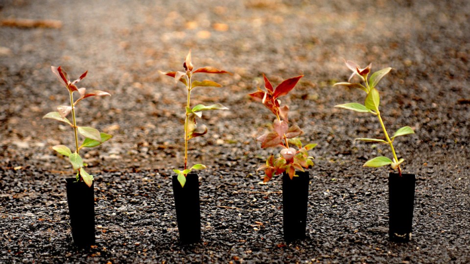 climate active greenwashing