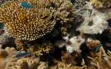 coral Austrralia research