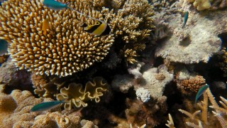 coral Austrralia research