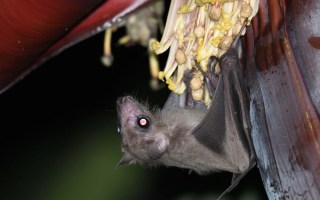 bat virus china