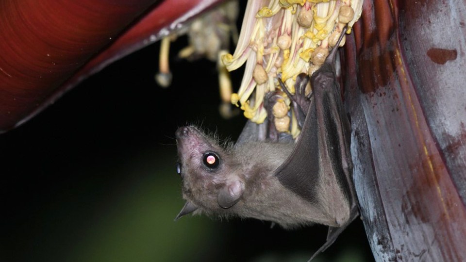 bat virus china
