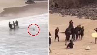 shark attack Cabarita