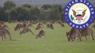 kangaroo