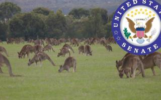 kangaroo