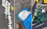 dead corellas