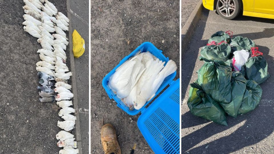 dead corellas