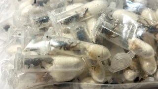 tarantulas