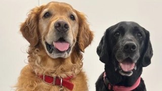 parkinson's dogs sniff