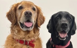 parkinson's dogs sniff