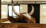 beef ban us