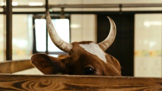 beef ban us