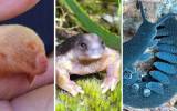 animals