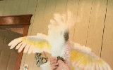 cockatoo