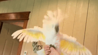 cockatoo