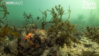 algae