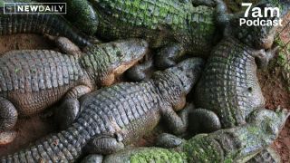 crocodiles 7am