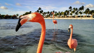 aruba best island