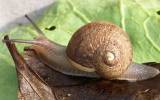 snail