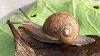 snail