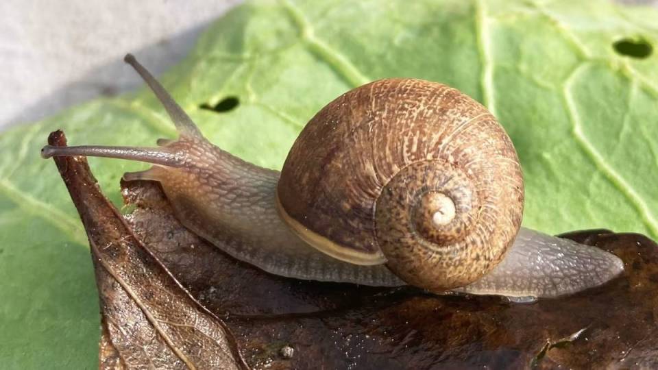 snail