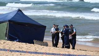 shark attack Sydney nets