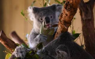 Fears for jobs with koala park plan